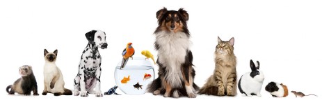 Pet Shop Vendita prodotti per piccoli animali